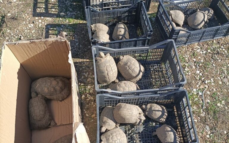 Nel corso di una perquisizione per droga trovate in un giardino 28 tartarughe protette
