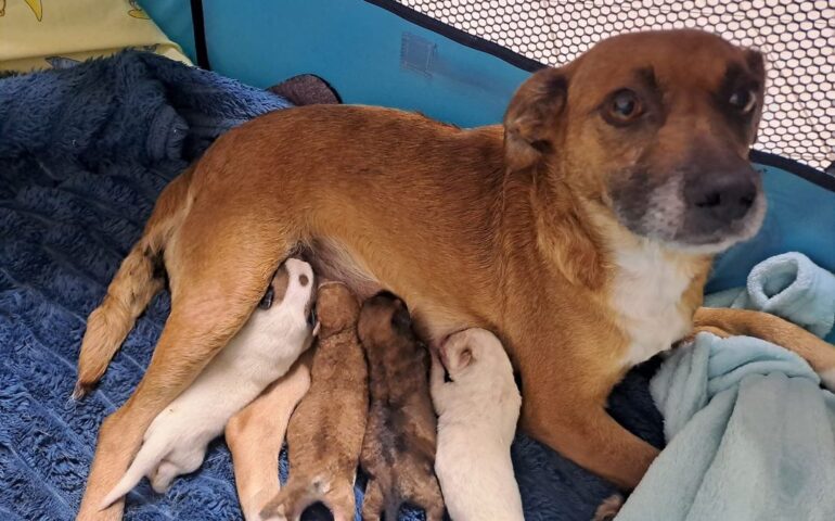 Dalla “casa dell’orco” al rifugio, mamma Gloria ha dato alla luce 6 cuccioli