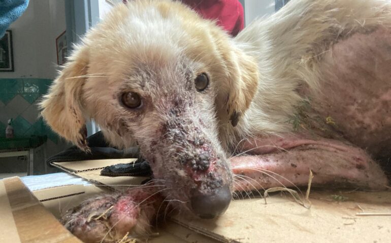 Quel che resta di un cane, chissà della sua anima: Ossobella e la sua prima notte al caldo