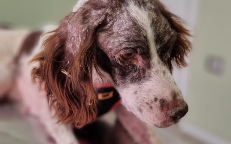 Cecilietta, l’ennesimo cane da caccia devastato dalla lehismania e dall’incuria