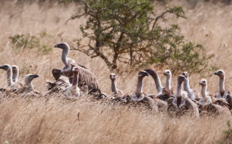 I grifoni torneranno finalmente a volare nei cieli della Sardegna grazie al progetto Life Safe for Vultures