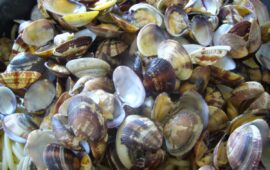 Pasta con le vongole