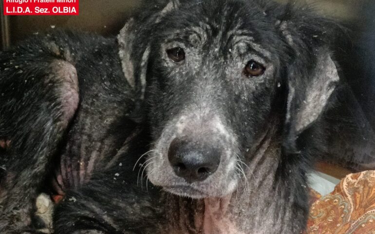 Devastato da leishmania, ehrlichia e indifferenza, Orosei è il cane più buono che ci sia. Guardate com’è oggi