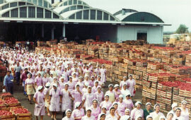 Come eravamo. Anni ’60: centinaia di donne addette alla lavorazione dei pomodori negli stabilimenti Casar
