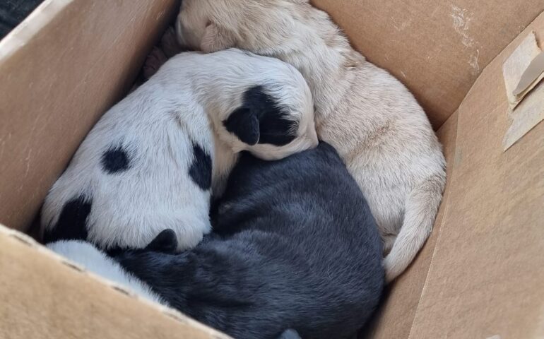 L’anno è iniziato così: 4 cuccioli appena nati, con gli occhi ancora chiusi abbandonati in una scatola