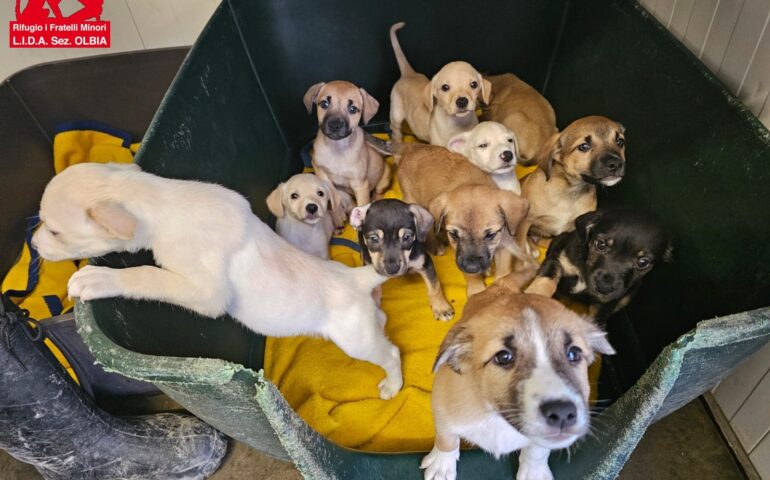 In 5 giorni entrano al rifugio 24 cani, di cui 18 cuccioli: emergenza abbandoni a Olbia