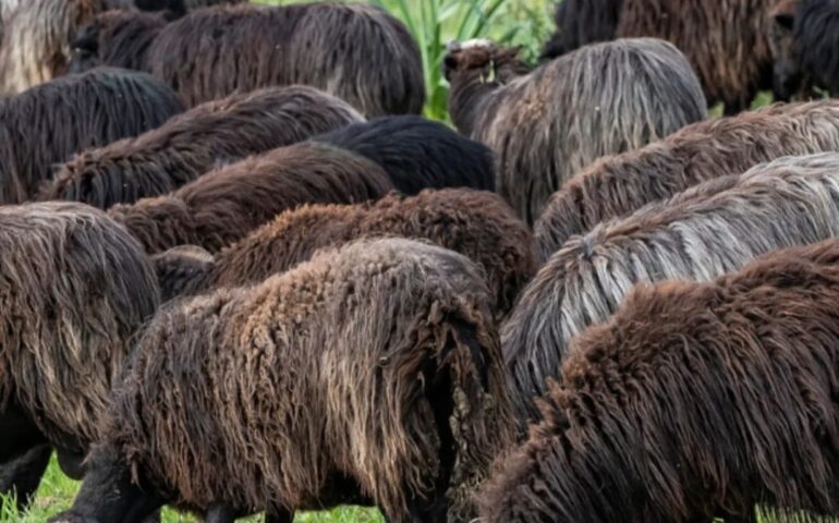 Lo sapevate? In Sardegna esiste una, rara, pecora nera