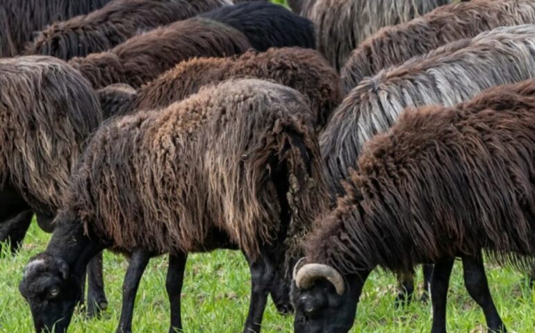 Non solo bianco: il mistero della pecora nera sarda