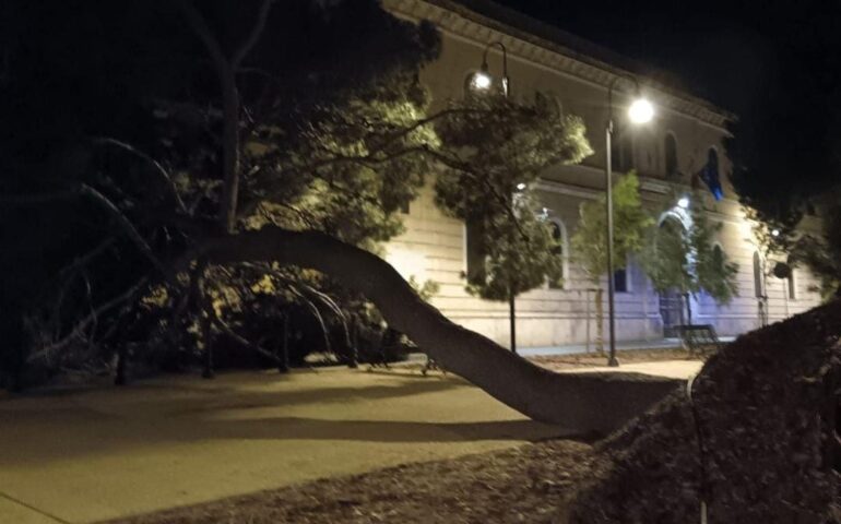 Cade un albero in viale Buoncammino: anche gli autobus deviati