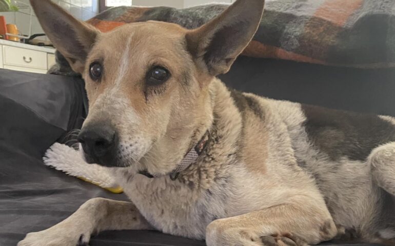 Rinti, il cane più anziano del rifugio: adottato da piccolo, veniva maltrattato dagli adottanti