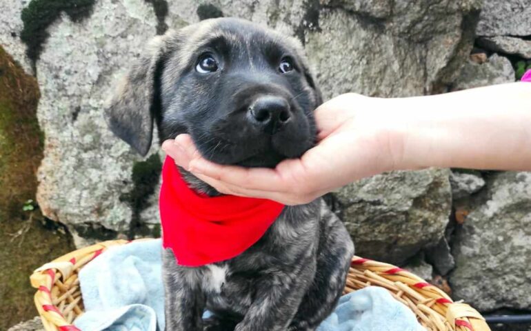 Cuccioli di “pertiatzu” (dogo sardo), antica razza autoctona di Sardegna, cercano casa