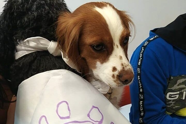 Sam in visita al pronto soccorso pediatrico del Brotzu: proseguono gli incontri di pet therapy per i piccoli pazienti