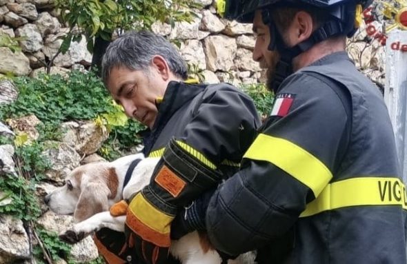 Cagliari, cane sofferente intrappolato nei rovi salvato dai Vigili del fuoco