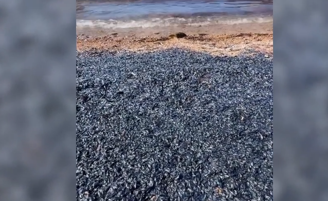 La Maddalena, la spiaggia diventa un tappeto blu di meduse Velella Velella