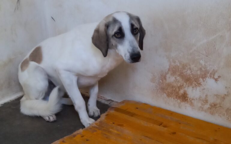 Sergio, il cane buono: anni di tristezza in canile senza mai una richiesta di adozione
