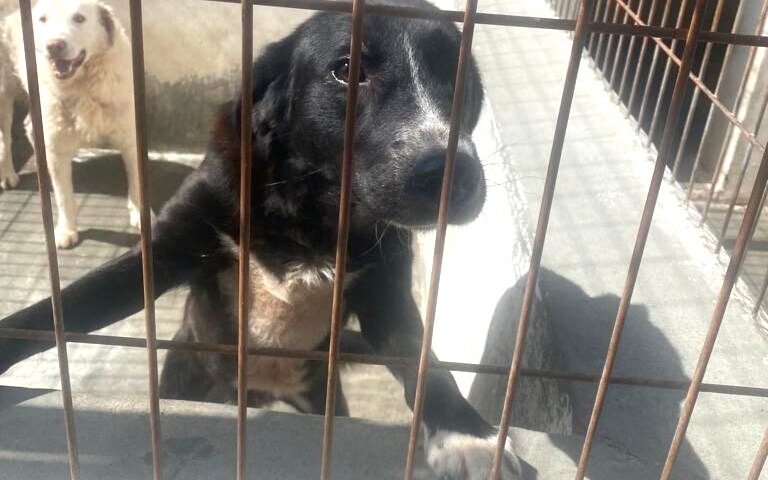 La triste storia di Martino, il cane buono che viveva libero: da anni rinchiuso in canile, cerca adozione