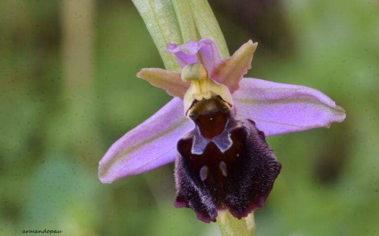 L’Ofride di Moris, una meravigliosa orchidea che si trova solo in Sardegna