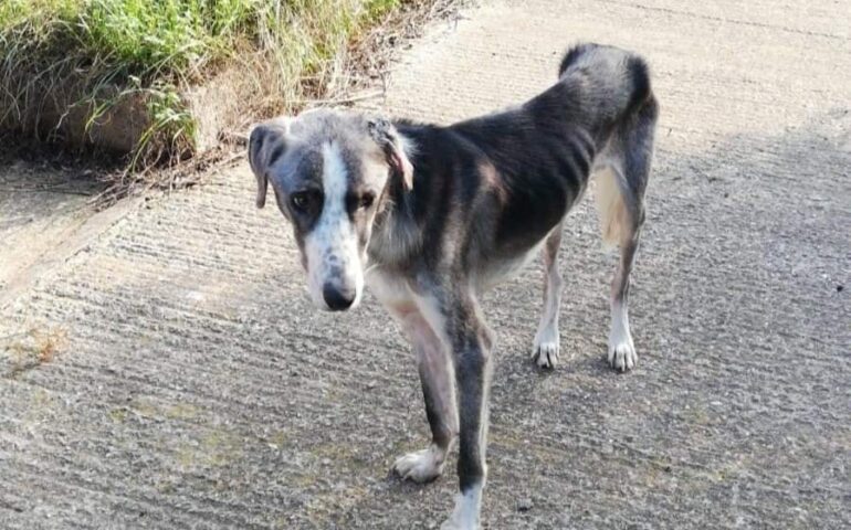 Abbandonato con un campanaccio al collo, scheletrico, malato: Osso oggi è diventato bellissimo e cerca casa