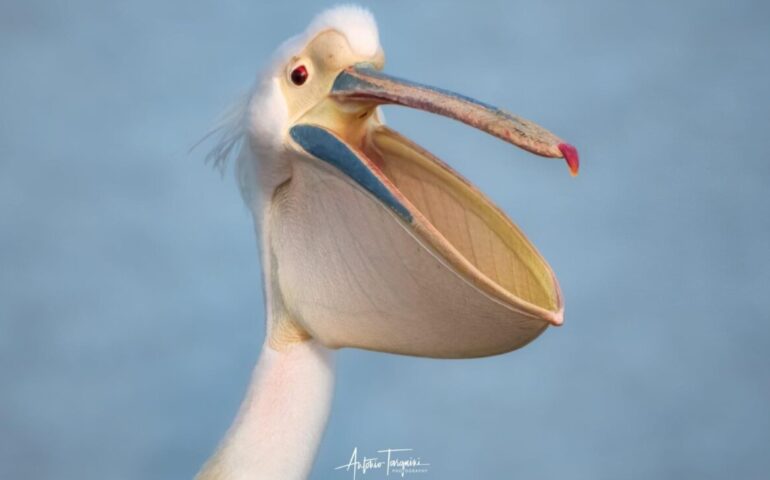 Il nuovo pellicano avvistato a Molentargius - Foto Antonio Tarquini