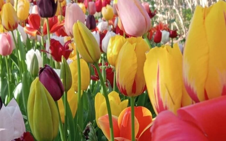 Il “Giardino di Lu”: pronto a riaprire il parco sardo con 200mila tulipani per la ricerca contro il tumore ovarico