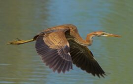 (FOTO) Non solo fenicotteri: 10 bellissime specie di uccello che si possono ammirare a Molentargius