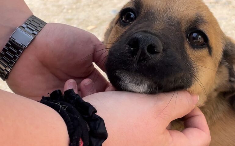 Cannella, cucciola di appena 3 mesi, abbandonata in montagna: recuperata scheletrica e impaurita, cerca casa