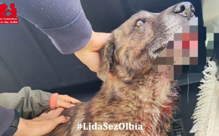 La mandibola spaccata a metà, ennesima atrocità ai danni di un povero cane randagio: Soleandro ora verrà operato