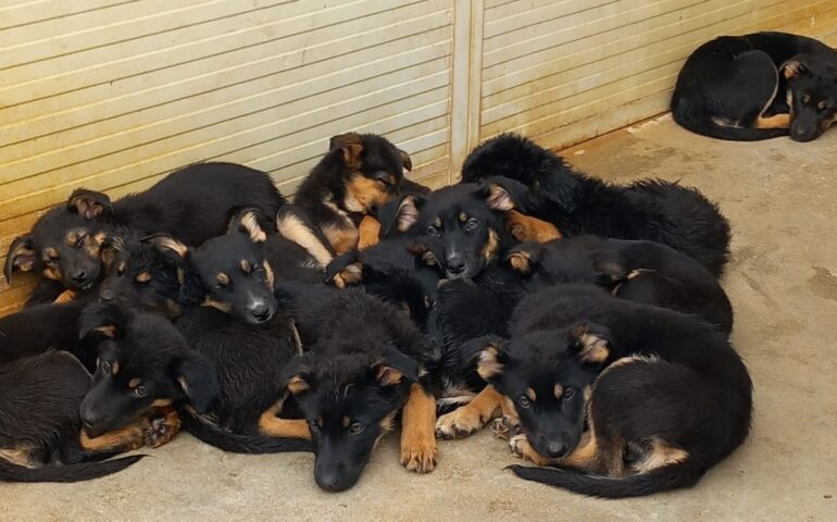 12 meravigliosi cuccioli simil pastore tedesco in cerca di casa: sono stati abbandonati appena nati