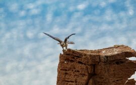 Il Falco Eleonorae, i bellissimi scatti del falco che prende il nome da Eleonora d’Arborea