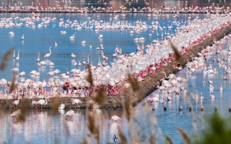 Parco di Molentargius: inizia lo spettacolo della nidificazione del Fenicottero rosa