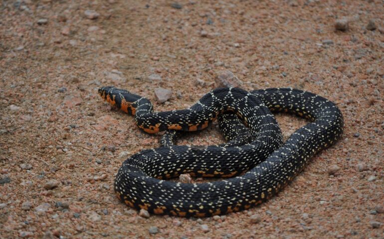 Il colubro sardo: un serpente raro, bellissimo, lungo fino a 140 cm
