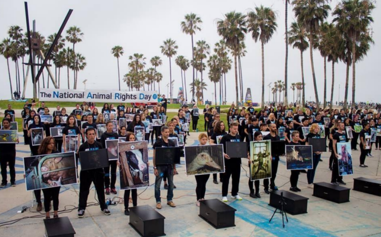 Giornata Nazionale dei Diritti degli Animali: appuntamento a Cagliari in piazza Garibaldi, domenica 2 giugno