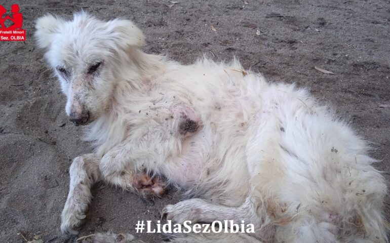 Cane da pastore malato abbandonato in spiaggia: Loreto, quel che resta di un’anima