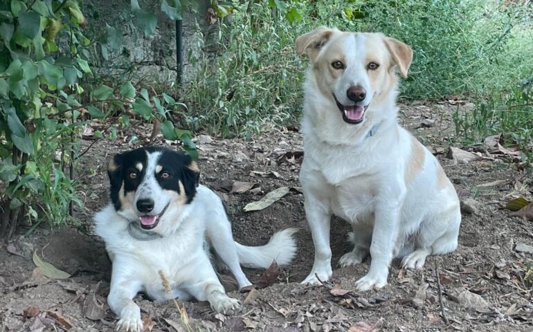 Rod e Bel, fratello e sorella senza una casa: bellissimi, sani e giovani, cercano con urgenza una famiglia