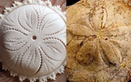 Su pistiddu e il riccio: l’incredibile somiglianza tra il fossile e il dolce tipico sardo