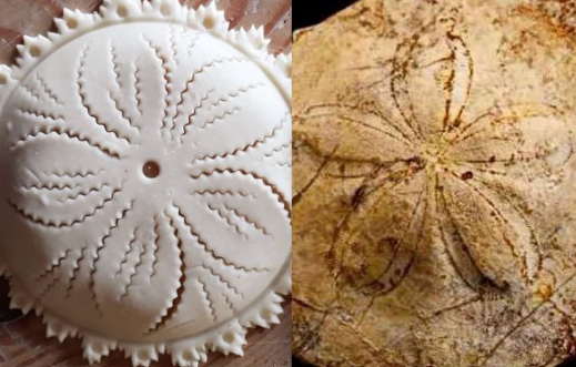Su pistiddu e il riccio: l’incredibile somiglianza tra il fossile e il dolce tipico sardo