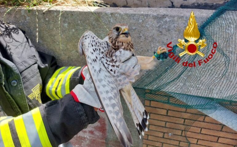 Gheppio rimane incastrato in una rete a 12 metri d’altezza: i Vigili del fuoco lo salvano