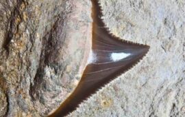 Lo sapevate? In Sardegna è stato ritrovato il dente di un megalodonte, uno dei più grandi predatori marini
