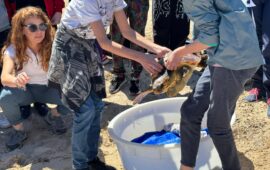 Nuova vita per la tartaruga Nicoletta: esemplare di caretta caretta salvata e liberata nel mare della Sardegna
