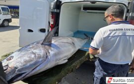 Tonno record pescato in Sardegna: il grosso pesce pesa 231 kg