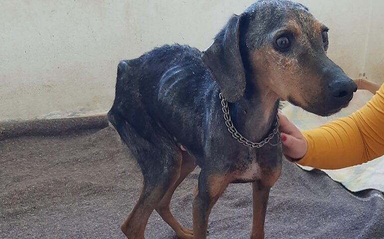 Patrizio, il cane che nessuno voleva: abbandonato malato e scheletrico, è pronto per cercare casa