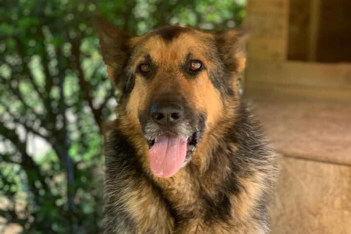 Salvato dalla prigionia, Dick è il classico cane fedele: buono, dolce, protettivo, un vero angelo