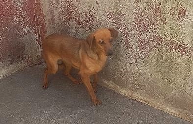 Tutti i suoi compagni di canile sono stati adottati e nessuno ha mai chieso di lei, piccola e timida Noce