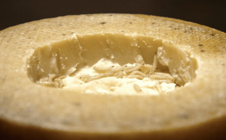 casu marzu al Museo di Malmo