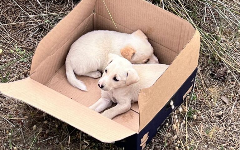 Sterilizzazione cani di proprietà: è finalmente online il bando regionale. Ecco come fare domanda