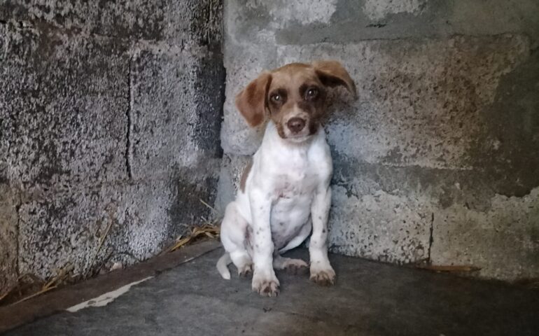 Terrorizzato e solo, abbandonato nelle campagne, pieno di zecche e pulci: cucciolo (ancora senza nome) cerca casa