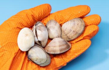 Fresh clams on human hand in glove on blue background. Seafood industry