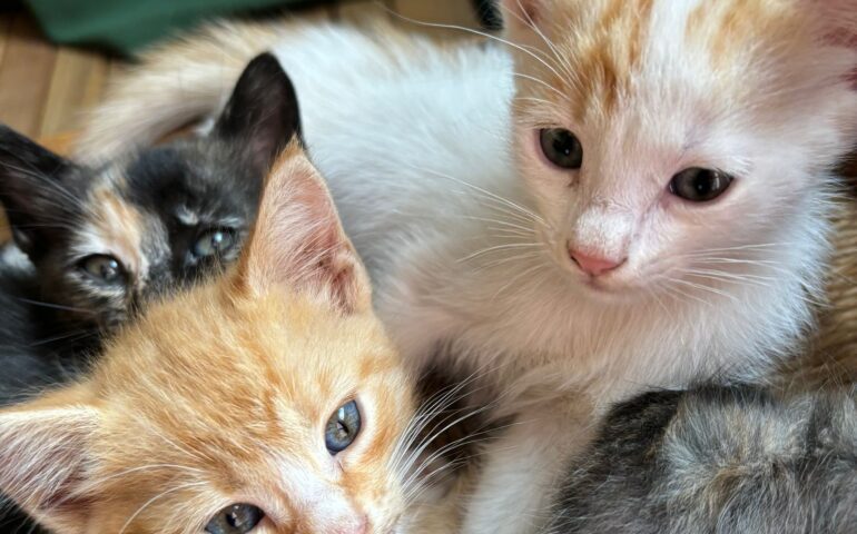 Figli di una gattina randagia, sono stati salvati e accuditi con amore: ora sono pronti per trovare casa
