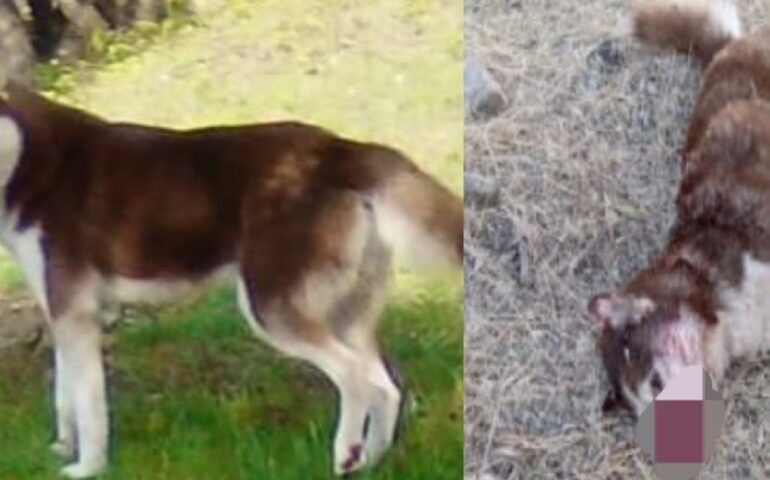 Pompu, pastore uccide a bastonate un cane: si era avvicinato troppo alle sue pecore