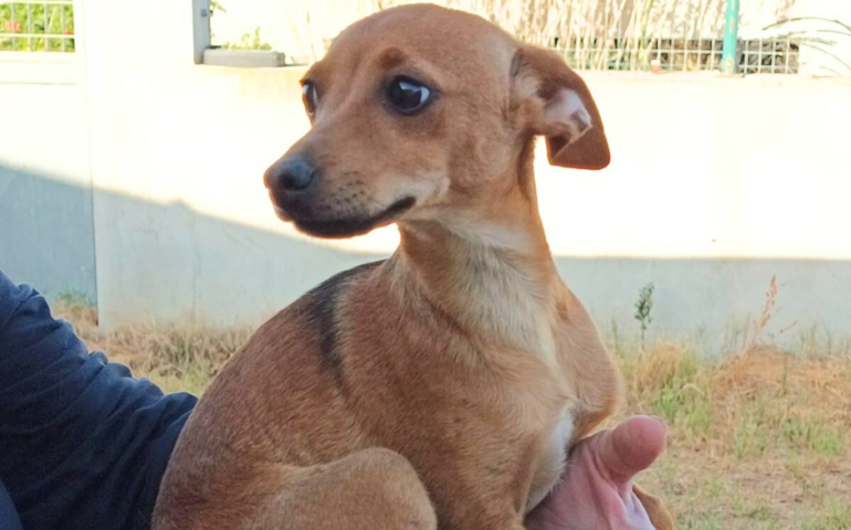 Bambi, il cucciolo piccolo come un cerbiatto: abbandonato in un’area cani, cerca una famiglia